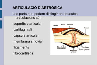 ARTICULACIÓ DIARTRÒSICA
Les parts que podem distingir en aquestes
articulacions són:
·superfície articular
·cartílag hialí
·càpsula articular
·membrana sinovial
·lligaments
·fibrocartílags

 