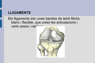 LLIGAMENTS
Els lligaments són unes bandes de teixit fibrós,
blanc i flexible, que uneix les articulacions i
varis ossos i carílags.

 