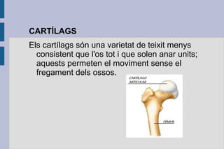 CARTÍLAGS
Els cartílags són una varietat de teixit menys
consistent que l'os tot i que solen anar units;
aquests permeten el moviment sense el
fregament dels ossos.

 