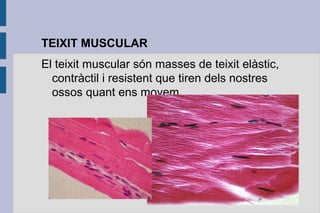 TEIXIT MUSCULAR
El teixit muscular són masses de teixit elàstic,
contràctil i resistent que tiren dels nostres
ossos quant ens movem.

 