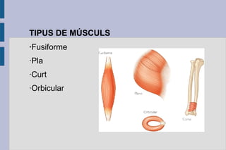 TIPUS DE MÚSCULS
·Fusiforme
·Pla
·Curt
·Orbicular

 