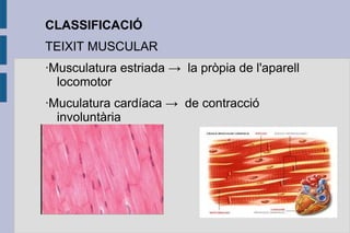 CLASSIFICACIÓ
TEIXIT MUSCULAR
·Musculatura estriada → la pròpia de l'aparell
locomotor
·Muculatura cardíaca → de contracció
involuntària

 
