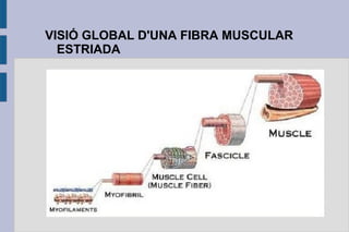 VISIÓ GLOBAL D'UNA FIBRA MUSCULAR
ESTRIADA

 