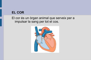 EL COR
El cor és un òrgan animal que serveix per a
impulsar la sang per tot el cos.

 