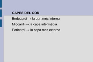 CAPES DEL COR
Endocardi → la part més interna
Miocardi → la capa intermèdia
Pericardi → la capa més externa

 