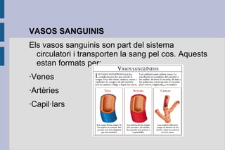 VASOS SANGUINIS
Els vasos sanguinis son part del sistema
circulatori i transporten la sang pel cos. Aquests
estan formats per:
·Venes
·Artèries
·Capil·lars

 
