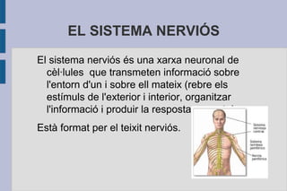 EL SISTEMA NERVIÓS
El sistema nerviós és una xarxa neuronal de
cèl·lules que transmeten informació sobre
l'entorn d'un i sobre ell mateix (rebre els
estímuls de l'exterior i interior, organitzar
l'informació i produir la resposta correcta).
Està format per el teixit nerviós.

 