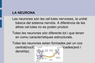 LA NEURONA
Les neurones són les cel·lules nervioses, la unitat
bàsica del sistema nerviós. A diferència de les
altres cel·lules no es poden produir.
Totes les neurones són diferents tot i que tenen
en comu característiques estructurals.
Totes les neurones estan formades per un cos
central(nucli) i estructures ramificades(axó i
dendrita).

 