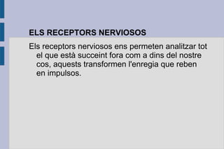 ELS RECEPTORS NERVIOSOS
Els receptors nerviosos ens permeten analitzar tot
el que està succeint fora com a dins del nostre
cos, aquests transformen l'enregia que reben
en impulsos.

 