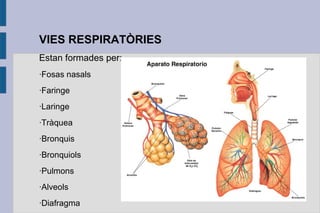 VIES RESPIRATÒRIES
Estan formades per:
·Fosas nasals
·Faringe
·Laringe
·Tràquea
·Bronquis
·Bronquiols
·Pulmons
·Alveols
·Diafragma

 