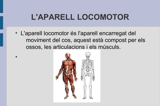 L'APARELL LOCOMOTOR
●

●

L'aparell locomotor és l'aparell encarregat del
moviment del cos, aquest està compost per els
ossos, les articulacions i els músculs.

 