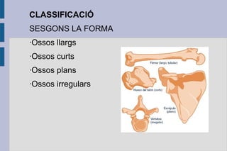 CLASSIFICACIÓ
SESGONS LA FORMA
·Ossos llargs
·Ossos curts
·Ossos plans
·Ossos irregulars

 