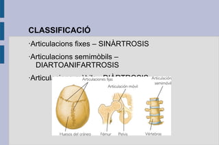CLASSIFICACIÓ
·Articulacions fixes – SINÀRTROSIS
·Articulacions semimòbils –
DIARTOANIFARTROSIS
·Articulacions mòbils - DIÀRTROSIS

 