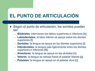 EL PUNTO DE ARTICULACIÓN
 Según el punto de articulación, los sonidos pueden
ser:
– Bilabiales: intervienen los labios superiores e inferiores [b].
– Labiodentales: el labio inferior se apoya sobre los dientes
superiores [f].
– Dentales: la lengua se apoya en los dientes superiores [t].
– Interdentales: la lengua sale ligeramente entre los dientes
superiores e inferiores [Ɵ].
– Alveolares: la lengua se apoya en los alvéolos [n].
– Velares: la lengua se retrasa hasta el paladar blando [g]
– Palatales: la lengua se apoya en el paladar duro [ṋ]
 