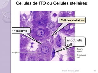 Cellules de ITO ou Cellules stellaires
20
Cellules stellaires
Hepatocyte
Franck Rencurel, 2020
 