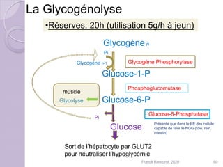 La Glycogénolyse
Glycogène n
Pi
Glycogène n-1
Glucose-1-P
Glucose-6-P
Glucose-6-Phosphatase
Glucose
Glycogène Phosphorylase
Phosphoglucomutase
Pi
Présente que dans le RE des cellule
capable de faire le NGG (foie, rein,
intestin)
Glycolyse
muscle
Sort de l’hépatocyte par GLUT2
pour neutraliser l’hypoglycémie
•Réserves: 20h (utilisation 5g/h à jeun)
60Franck Rencurel, 2020
 