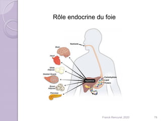 Franck Rencurel, 2020 78
Rôle endocrine du foie
 