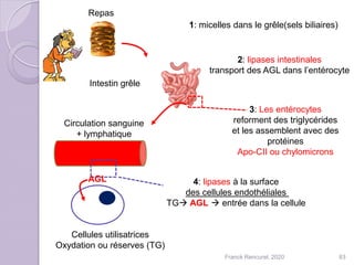 Intestin grêle
1: micelles dans le grêle(sels biliaires)
2: lipases intestinales
transport des AGL dans l’entérocyte
3: Les entérocytes
reforment des triglycérides
et les assemblent avec des
protéines
Apo-CII ou chylomicrons
Circulation sanguine
+ lymphatique
4: lipases à la surface
des cellules endothéliales
TG AGL  entrée dans la cellule
Repas
Cellules utilisatrices
Oxydation ou réserves (TG)
83Franck Rencurel, 2020
AGL
 
