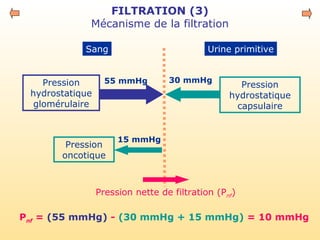 FILTRATION (3)
Mécanisme de la filtration
Sang Urine primitive
Pression
hydrostatique
glomérulaire
55 mmHg
Pression
hydrostatique
capsulaire
15 mmHg
Pression
oncotique
30 mmHg
Pnf = (55 mmHg) - (30 mmHg + 15 mmHg) = 10 mmHg
Pression nette de filtration (Pnf)
 