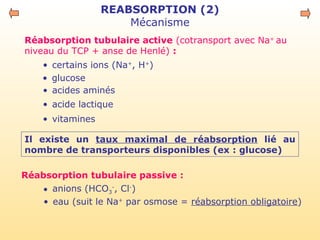 REABSORPTION (2)
Mécanisme
• glucose
Réabsorption tubulaire active (cotransport avec Na+
au
niveau du TCP + anse de Henlé) :
• acides aminés
• acide lactique
• vitamines
• certains ions (Na+
, H+
)
• eau (suit le Na+
par osmose = réabsorption obligatoire)
Réabsorption tubulaire passive :
• anions (HCO3
-
, Cl-
)
Il existe un taux maximal de réabsorption lié au
nombre de transporteurs disponibles (ex : glucose)
 