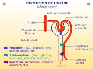 FORMATION DE L’URINE
Récapitulatif
Glomérule
Artériole
efférente
Capillaires
péritubulaires
Artériole afférente
Artère
Tubule rénal
Capsule de
Bowman
Filtration (eau, glucose, ions,
déchets azotés, etc.)
Réabsorption (eau, glucose,
ions, urée, acides aminés, etc.)
Sécrétion (ammoniac, certains
médicaments)
Vers les
veines
URINE
 