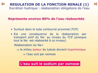 REGULATION DE LA FONCTION RENALE (1)
Excrétion hydrique : réabsorption obligatoire de l’eau
• Surtout dans le tube contourné proximal (TCP)
L'eau suit le sodium par osmose
Réabsorption du Na+
⇒ le milieu autour du tubule devient hypertonique
⇒ l'eau suit par osmose
Représente environ 80% de l’eau réabsorbée
• Est une conséquence de la réabsorption par
transport actif du Na+
au niveau du TCP (presque
tout le Na+
est réabsorbé à ce niveau)
 