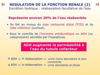 REGULATION DE LA FONCTION RENALE (2)
Excrétion hydrique : réabsorption facultative de l’eau
• Sous le contrôle de l'hormone antidiurétique ou ADH (ou
vasopressine) sécrétée par l'hypophyse.
ADH augmente la perméabilité à
l'eau du tubule collecteur
 ADH ⇒  réabsorption ⇒ urine moins abondante et plus
concentrée
 ADH ⇒  réabsorption ⇒
• Se fait au niveau du tube contourné distal (TCD) et du
tube collecteur (surtout).
Représente environ 20% de l’eau réabsorbée
urine abondante et diluée
 
