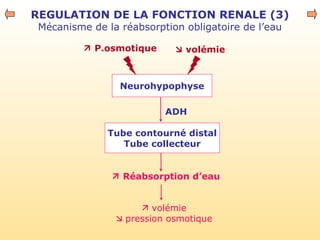  P.osmotique
REGULATION DE LA FONCTION RENALE (3)
Mécanisme de la réabsorption obligatoire de l’eau
Neurohypophyse
Tube contourné distal
Tube collecteur
ADH
 Réabsorption d’eau
 volémie
 pression osmotique
 volémie
 