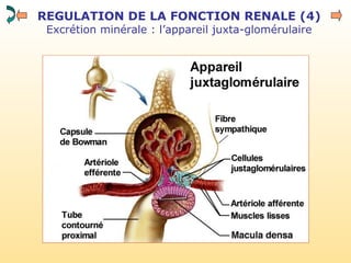 REGULATION DE LA FONCTION RENALE (4)
Excrétion minérale : l’appareil juxta-glomérulaire
 