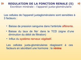 REGULATION DE LA FONCTION RENALE (5)
Excrétion minérale : l’appareil juxta-glomérulaire
Les cellules de l'appareil juxtaglomérulaire sont sensibles à
3 facteurs :
• Baisse de pression sanguine dans l'artériole afférente.
Les cellules juxta-glomérulaires réagissent à ces
facteurs en sécrétant une hormone : la rénine
• Baisse du taux de Na+
dans le TCD (signe d’une
diminution du débit de filtration)
• Influx du système nerveux végétatif.
 