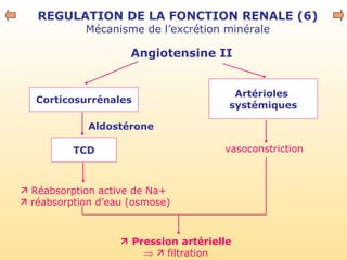 REGULATION DE LA FONCTION RENALE (6)
Mécanisme de l’excrétion minérale
Angiotensine II
Corticosurrénales
Artérioles
systémiques
TCD
 Réabsorption active de Na+
 réabsorption d’eau (osmose)
vasoconstriction
 Pression artérielle
⇒  filtration
Aldostérone
 