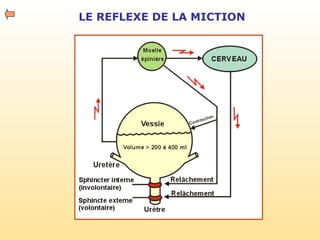 LE REFLEXE DE LA MICTION
 