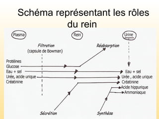 Schéma représentant les rôles
du rein
 