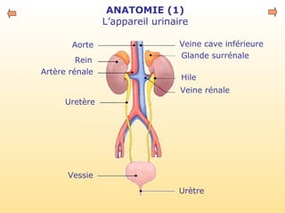 ANATOMIE (1)
L’appareil urinaire
Aorte
Artère rénale
Uretère
Vessie
Veine cave inférieure
Glande surrénale
Hile
Veine rénale
Urètre
Rein
 