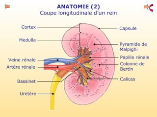 ANATOMIE (2)
Coupe longitudinale d’un rein
Pyramide de
Malpighi
Papille rénale
Colonne de
Bertin
Calices
Veine rénale
Artère rénale
Bassinet
Uretère
Cortex
Medulla
Capsule
 