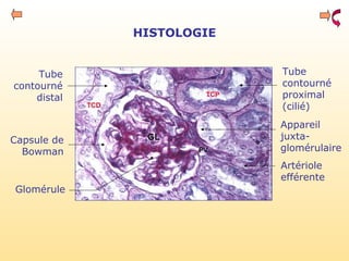 HISTOLOGIE
Glomérule
Capsule de
Bowman
Appareil
juxta-
glomérulaire
Tube
contourné
proximal
(cilié)
Tube
contourné
distal
Artériole
efférente
 