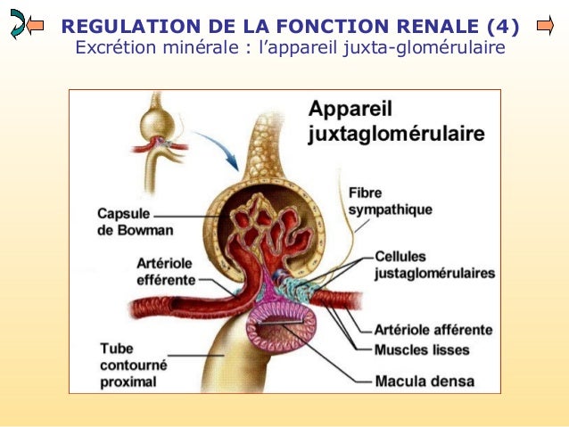 fonctions-renales