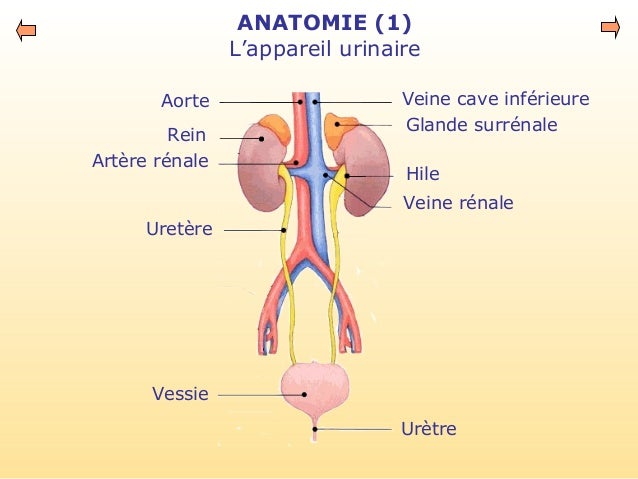 Artère Rénale Schéma | Artère Rénale Anatomie – YRCKY