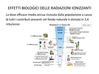 EFFETTI BIOLOGICI DELLE RADIAZIONI IONIZZANTI
La dose efficace media annua ricevuta dalla popolazione a causa
di tutti i contributi presenti nel fondo naturale è stimata in 2,4
mSv/anno
 
