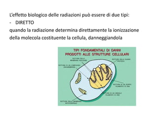 L’effetto biologico delle radiazioni può essere di due tipi:
- DIRETTO
quando la radiazione determina direttamente la ionizzazione
della molecola costituente la cellula, danneggiandola
 