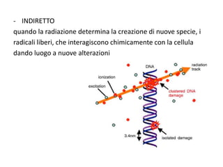 - INDIRETTO
quando la radiazione determina la creazione di nuove specie, i
radicali liberi, che interagiscono chimicamente con la cellula
dando luogo a nuove alterazioni
 