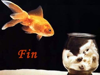 Fin 