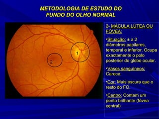 METODOLOGIA DDEE EESSTTUUDDOO DDOO 
FFUUNNDDOO DDOO OOLLHHOO NNOORRMMAALL 
1 
2 
22-- MMÁÁCCUULLAA LLÚÚTTEEAA OOUU 
FFÓÓVVEEAA:: 
•Situação: ± a 2 
diâmetros papilares, 
temporal e inferior. Ocupa 
exactamente o polo 
posterior do globo ocular. 
•Vasos sanguíneos: 
Carece. 
•Cor: Mais escura que o 
resto do FO. 
•Centro: Contem um 
ponto brilhante (fóvea 
central) 
 