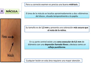 MÁCULA: 
Para su correcto examen es precisa una buena midriasis. 
El área de la mácula se localiza aproximadamente a dos «diámetros 
del disco», situada temporalmente a la papila. 
Su tamaño es de 1,5 mm y presenta una coloración más oscura que 
el resto de la retina. 
En su parte central existe una zona avascular de 0,5 mm de 
diámetro con una depresión llamada fóvea y destaca como un 
reflejo puntiforme. 
Cualquier lesión en esta área requiere una mayor atención. 
4 
 