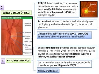 PAPILA O DISCO ÓPTICO: 
VASOS RETINIANOS 
COLOR: blanco-rosáceo, con una zona 
central blanquecina, que corresponde a 
la excavación fisiológica, es de tamaño 
variable no sobrepasando el 30% del 
diámetro papilar. 
Su tamaño sirve para controlar la evolución de algunas 
patologías que afectan al nervio óptico, sobre todo el 
glaucoma. 
Límites: netos, sobre todo en la ZONA TEMPORAL. 
Es frecuente observar pigmento a su alrededor. 
En el centro del disco óptico se sitúa el paquete vascular 
formado por la arteria y vena central de la retina, que se 
dividen en las arterias y venas temporales superior e 
inferior, y nasales superior e inferior. 
Las ramas de los vasos de la retina se acercan desde 
todos lados pero no llegan a la FÓVEA. 
No hay anastomosis 
2 
3 
 