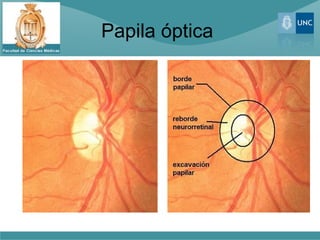 Papila óptica
 