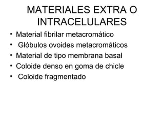 MATERIALES EXTRA O INTRACELULARES Material fibrilar metacromático Glóbulos ovoides metacromáticos  Material de tipo membrana basal Coloide denso en goma de chicle Coloide fragmentado  