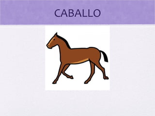 CABALLO 
 