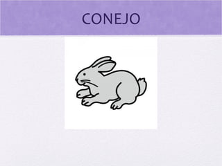 CONEJO 
 