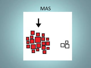 MAS